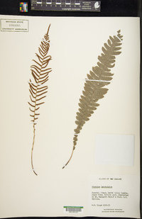 Austroblechnum lanceolatum image