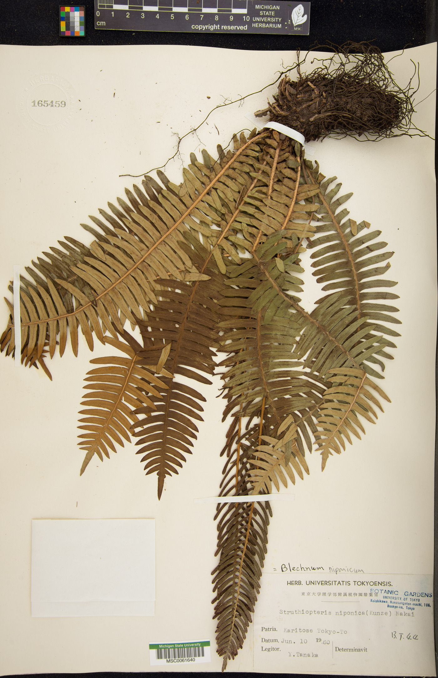 Struthiopteris hancockii image