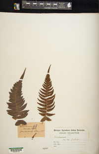 Blechnum occidentale image