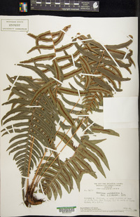 Blechnum occidentale image