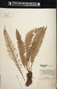 Struthiopteris spicant image