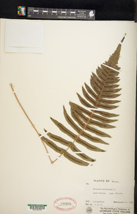 Blechnum occidentale image