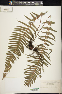 Blechnum medium image