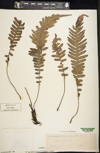 Blechnum medium image