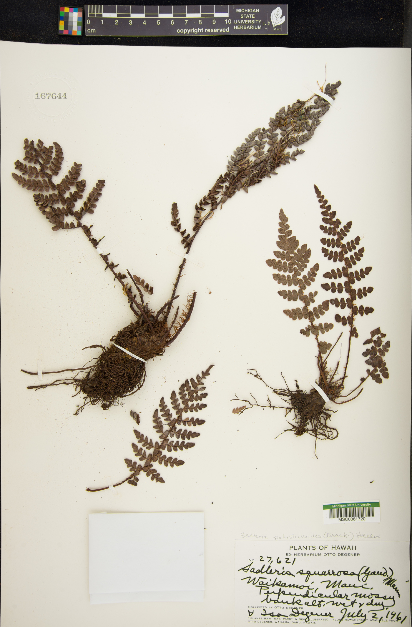 Sadleria squarrosa image