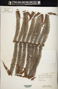 Sadleria souleyetiana image