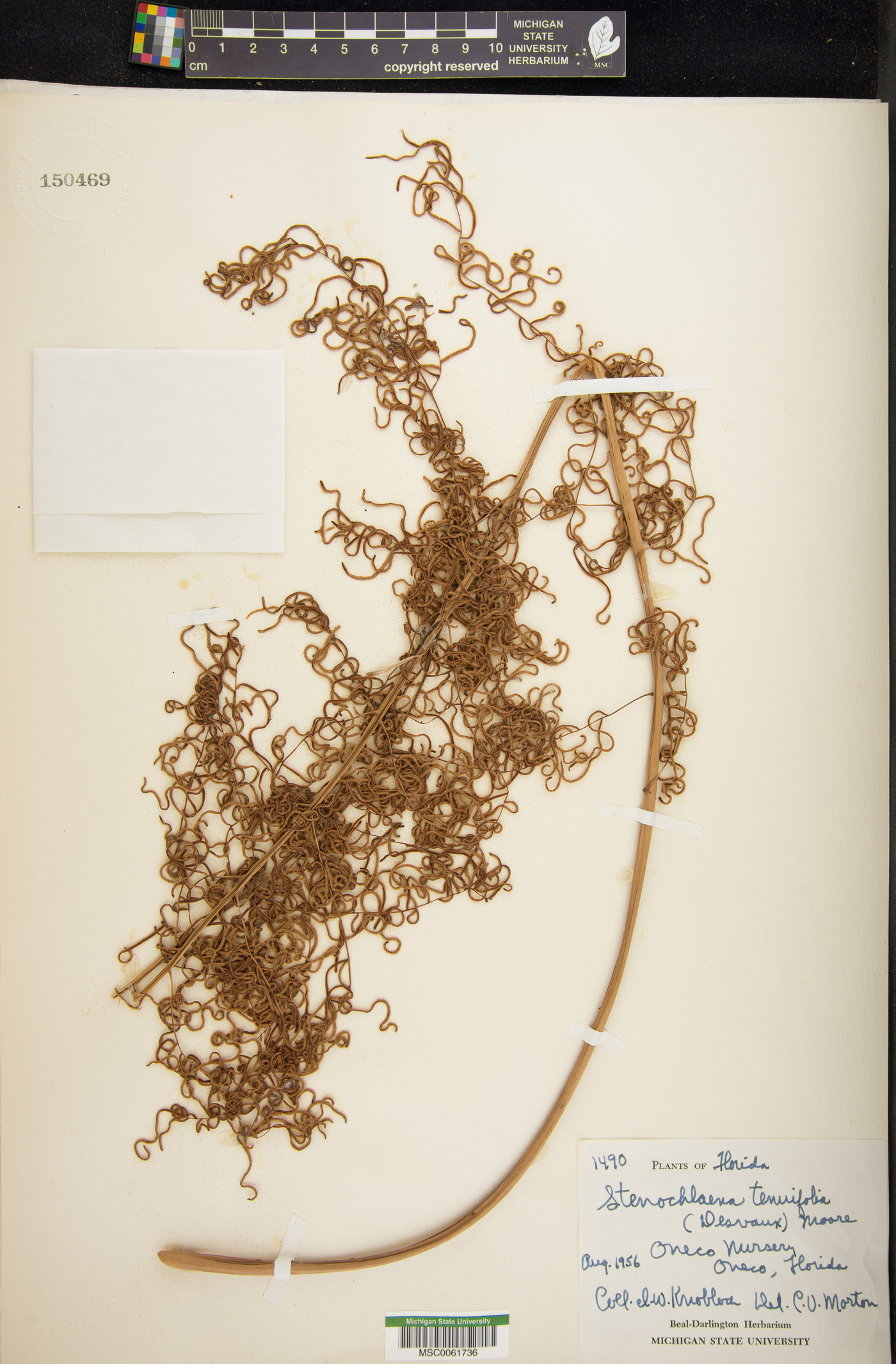 Lomariopsis tenuifolia image