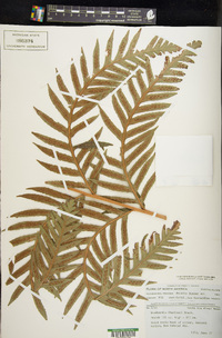 Woodwardia fimbriata image