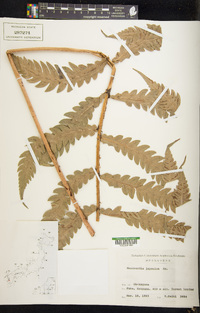 Woodwardia japonica image