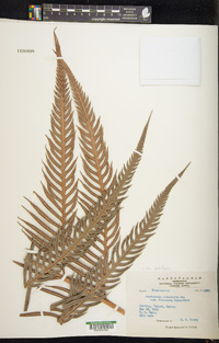 Woodwardia orientalis image