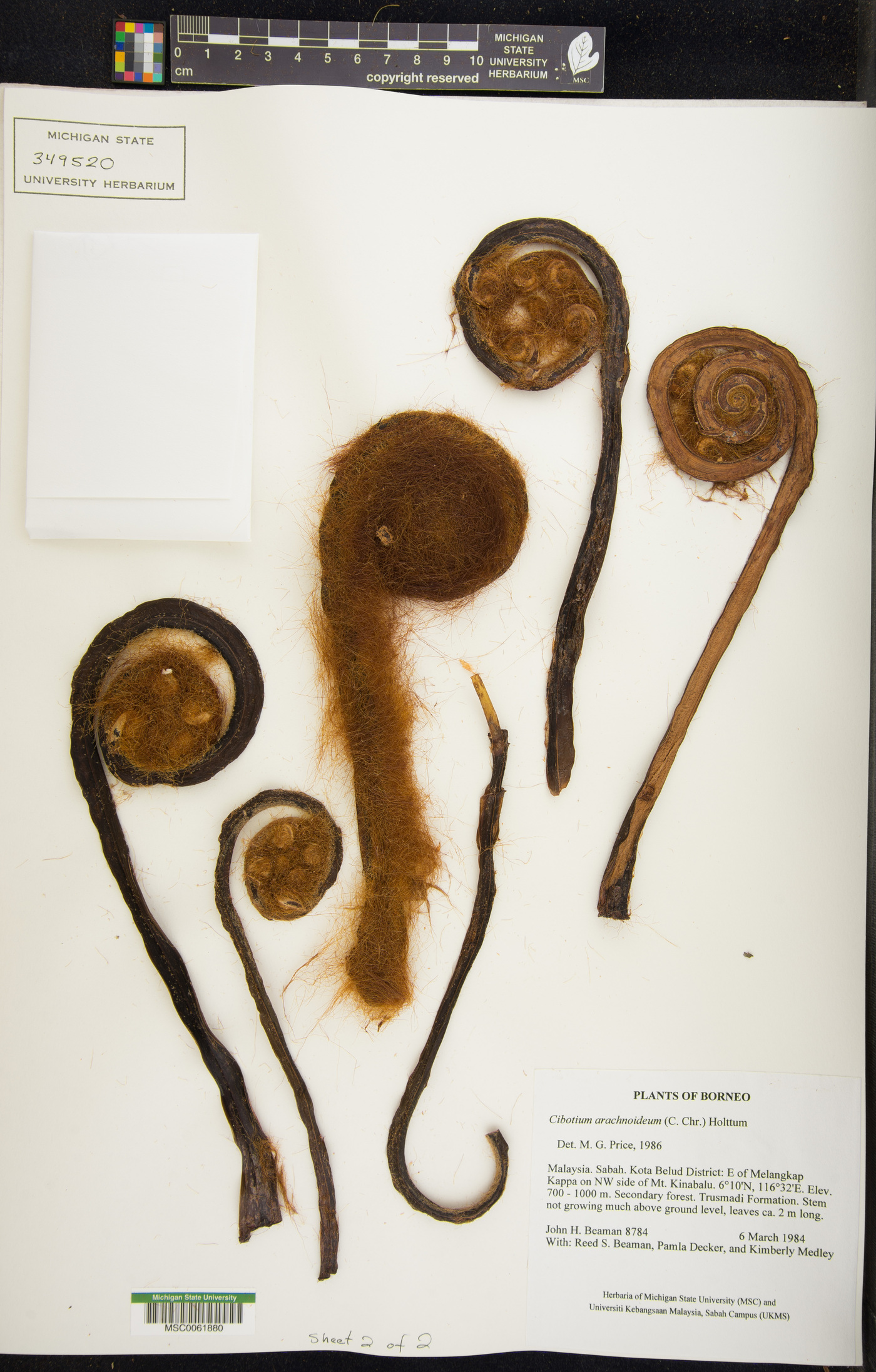 Cibotium arachnoideum image