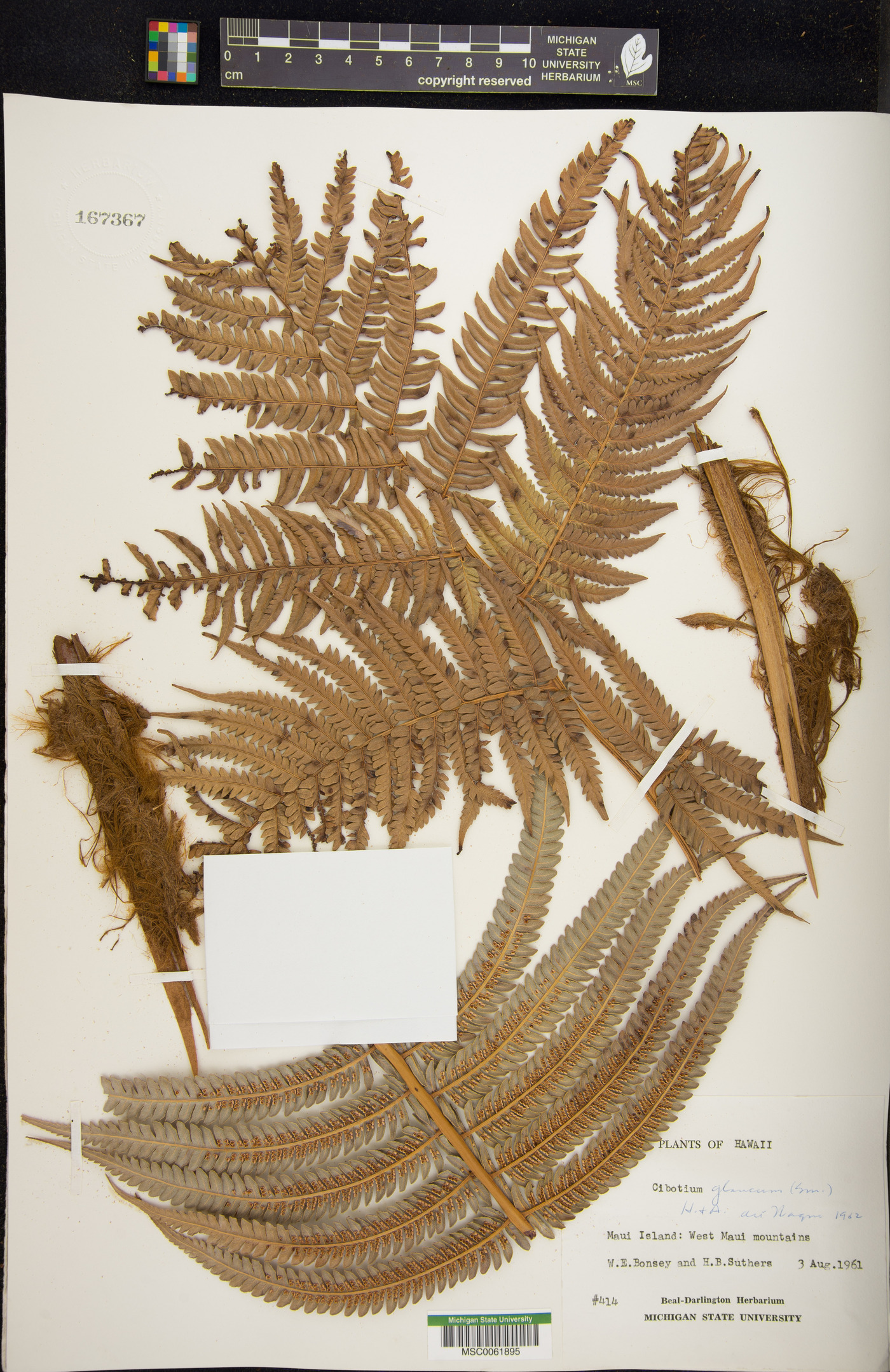 Cibotium glaucum image
