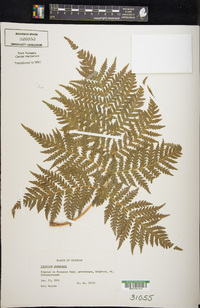 Cibotium chamissoi image