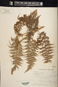 Calochlaena straminea image