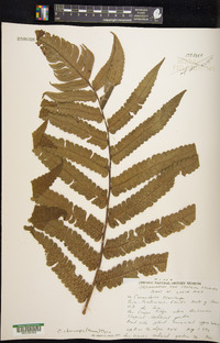 Cyathea choricarpa image