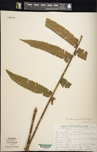 Cnemidaria choricarpa image