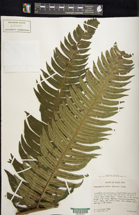 Cyathea mutica image