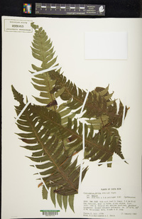 Cyathea mutica image