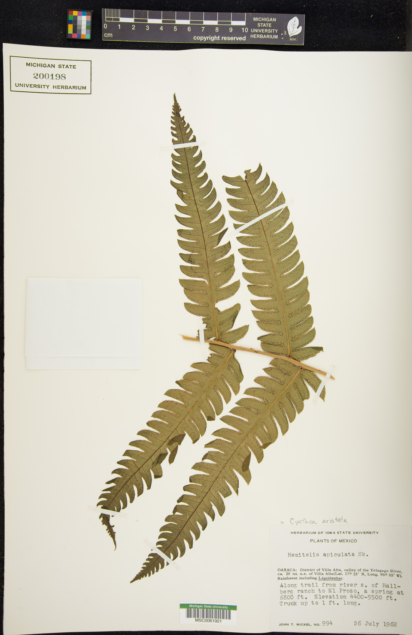 Cyathea aristata image