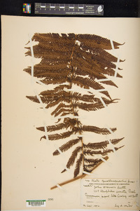 Cyathea armata image