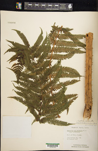 Cyathea bicrenata image