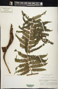 Cyathea tuerckheimii image