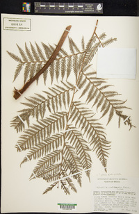 Lophosoria quadripinnata image