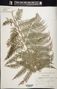 Lophosoria quadripinnata image