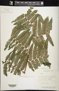 Cyathea schiedeana image