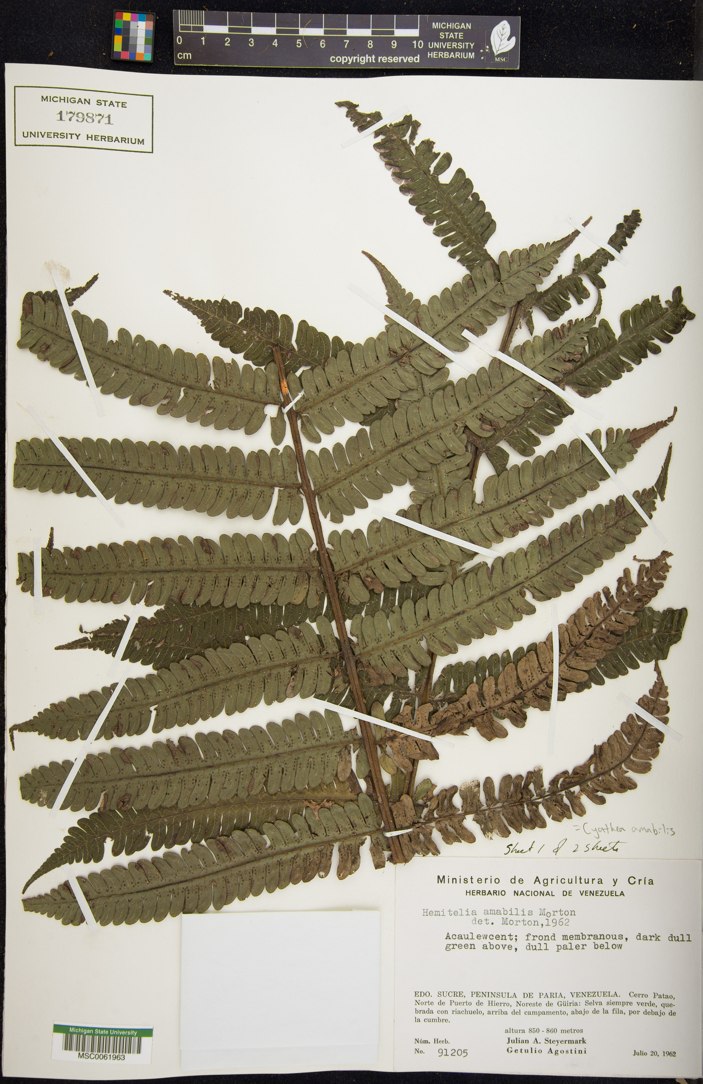 Cyathea amabilis image