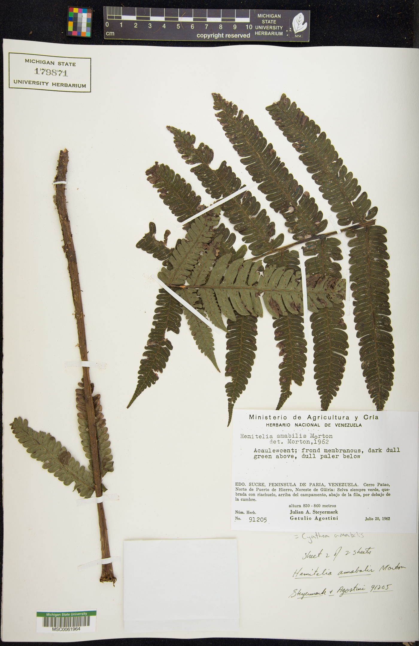 Cyathea amabilis image