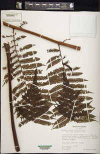 Cyathea bicrenata image