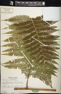 Cyathea arborea image