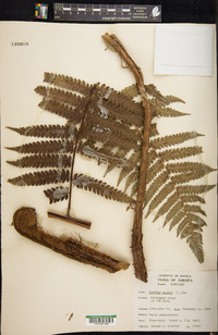 Cyathea aspera image