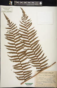 Cyathea atrovirens image