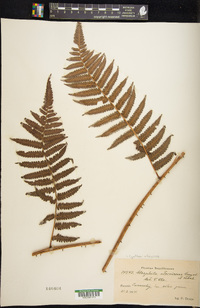 Cyathea atrovirens image