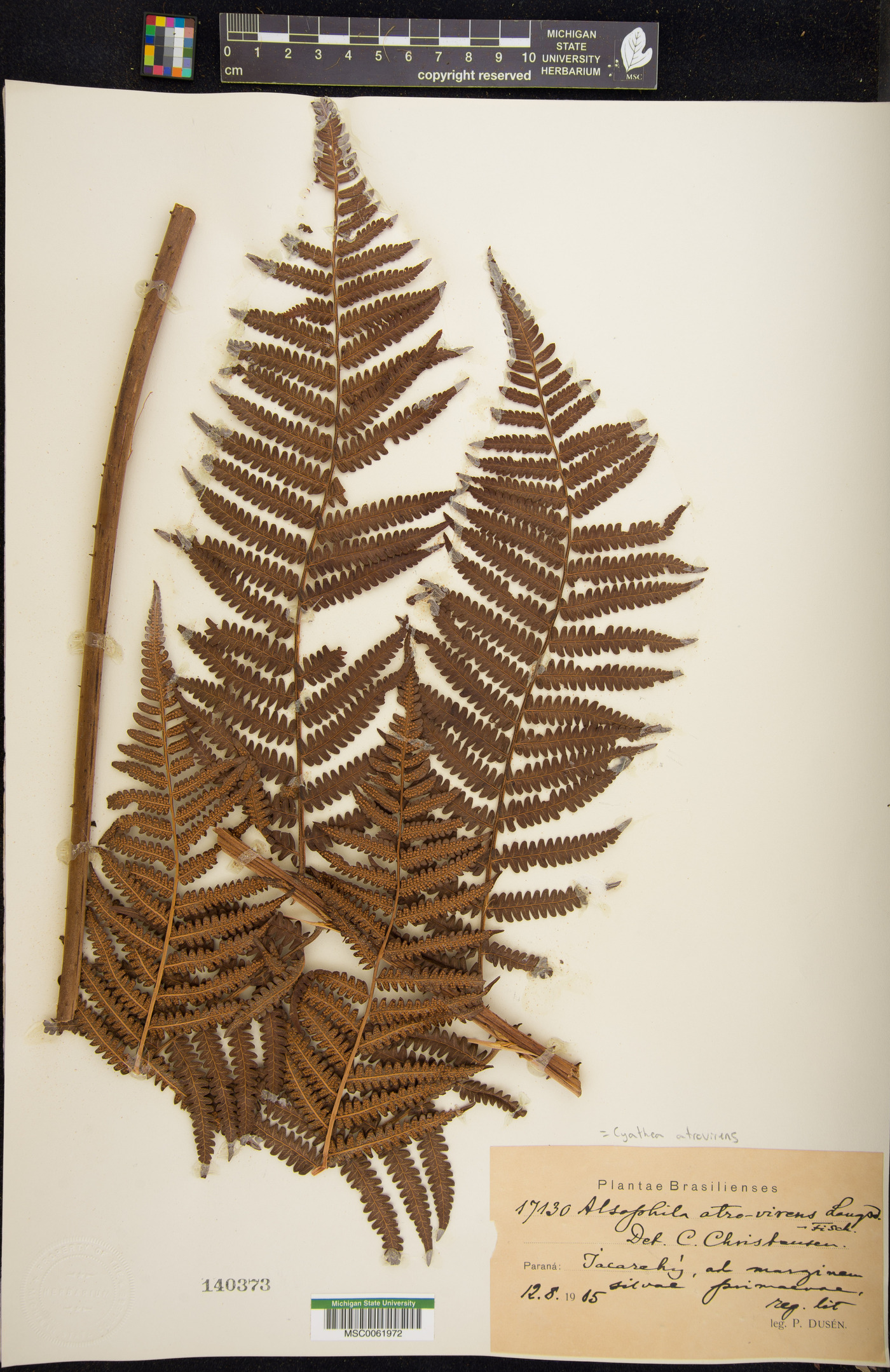 Cyathea atrovirens image