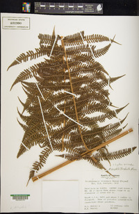 Cyathea bicrenata image