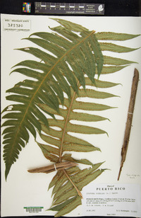 Cyathea horrida image