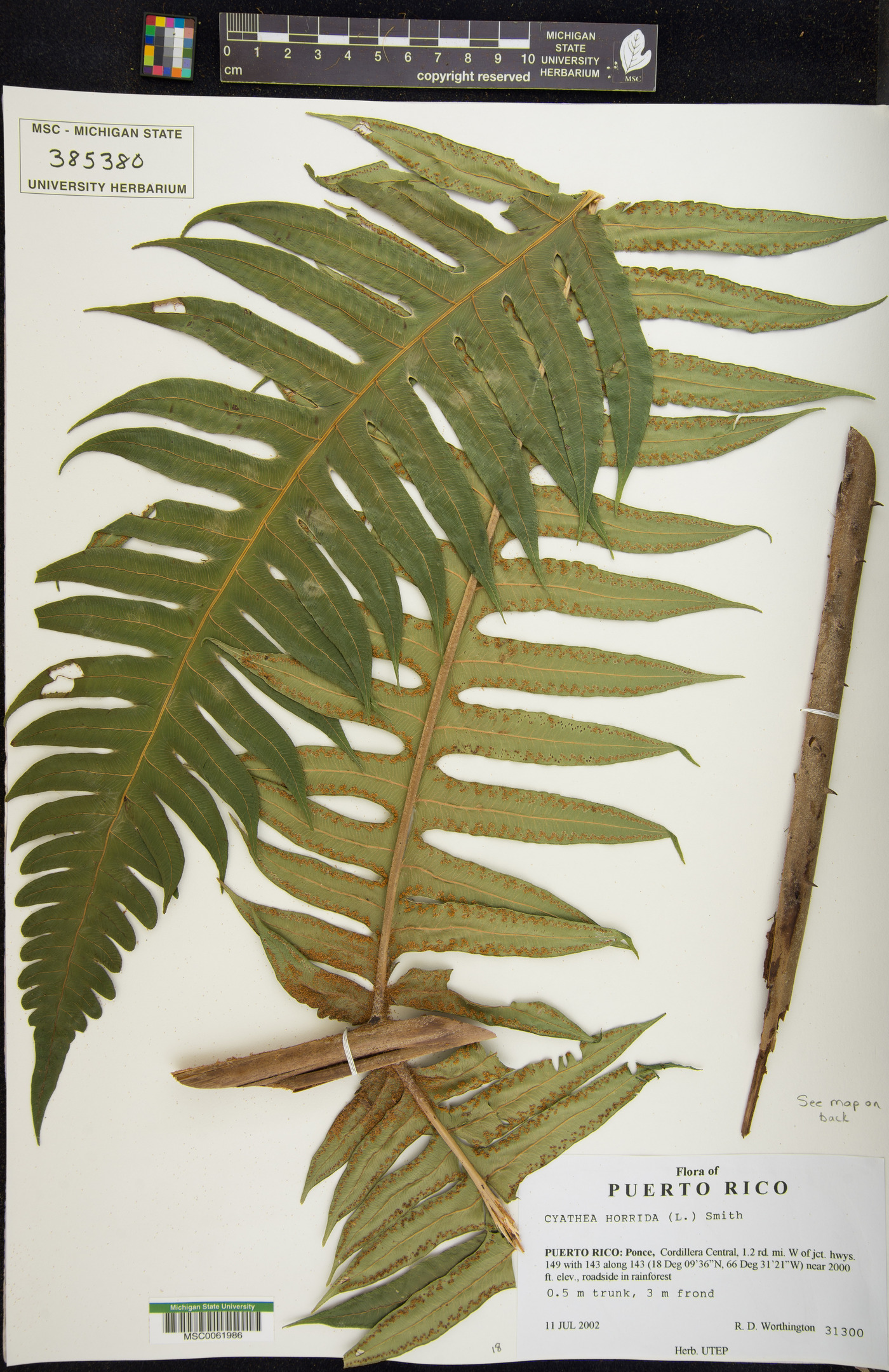 Cyathea horrida image