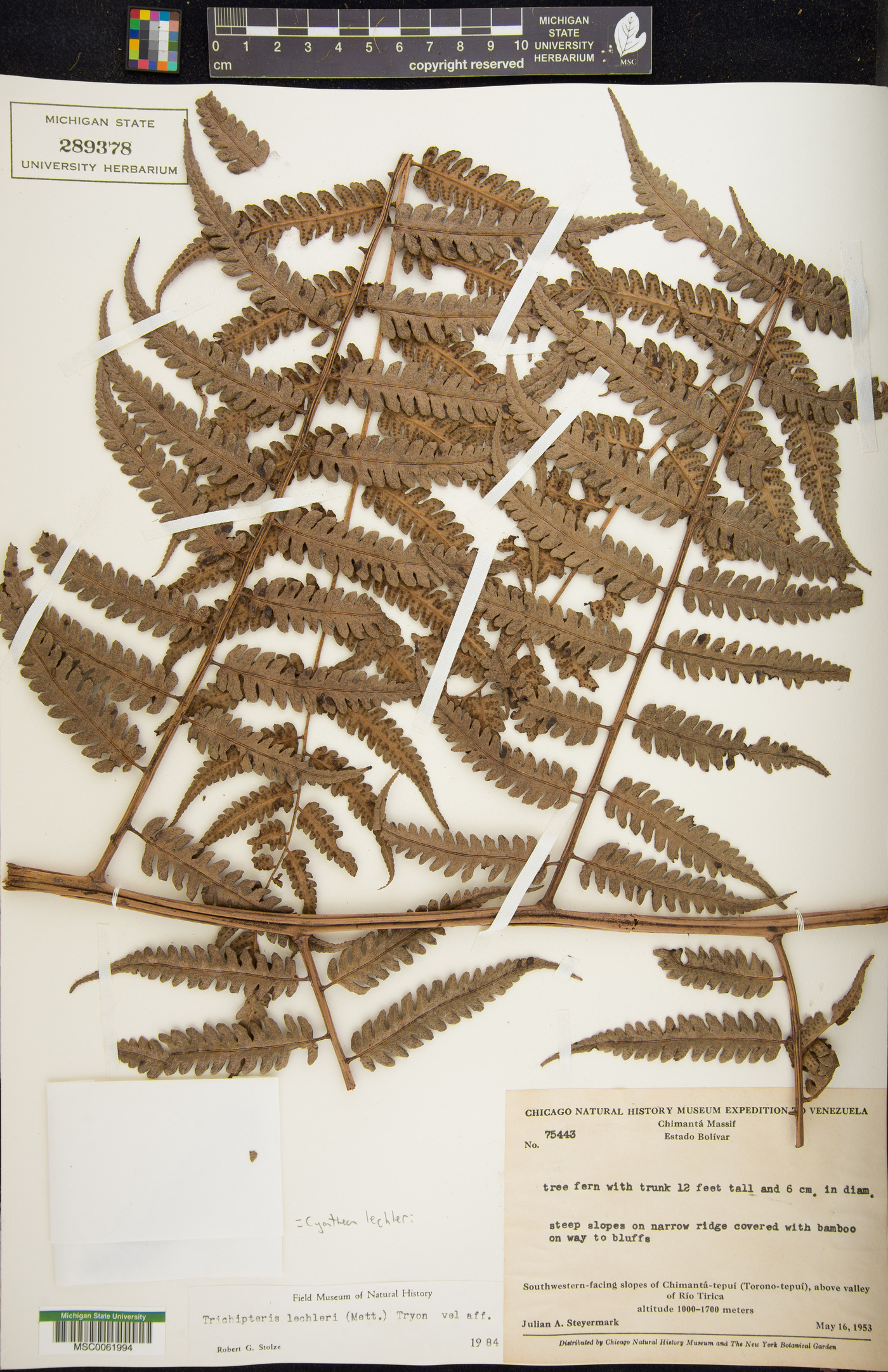 Cyathea lechleri image