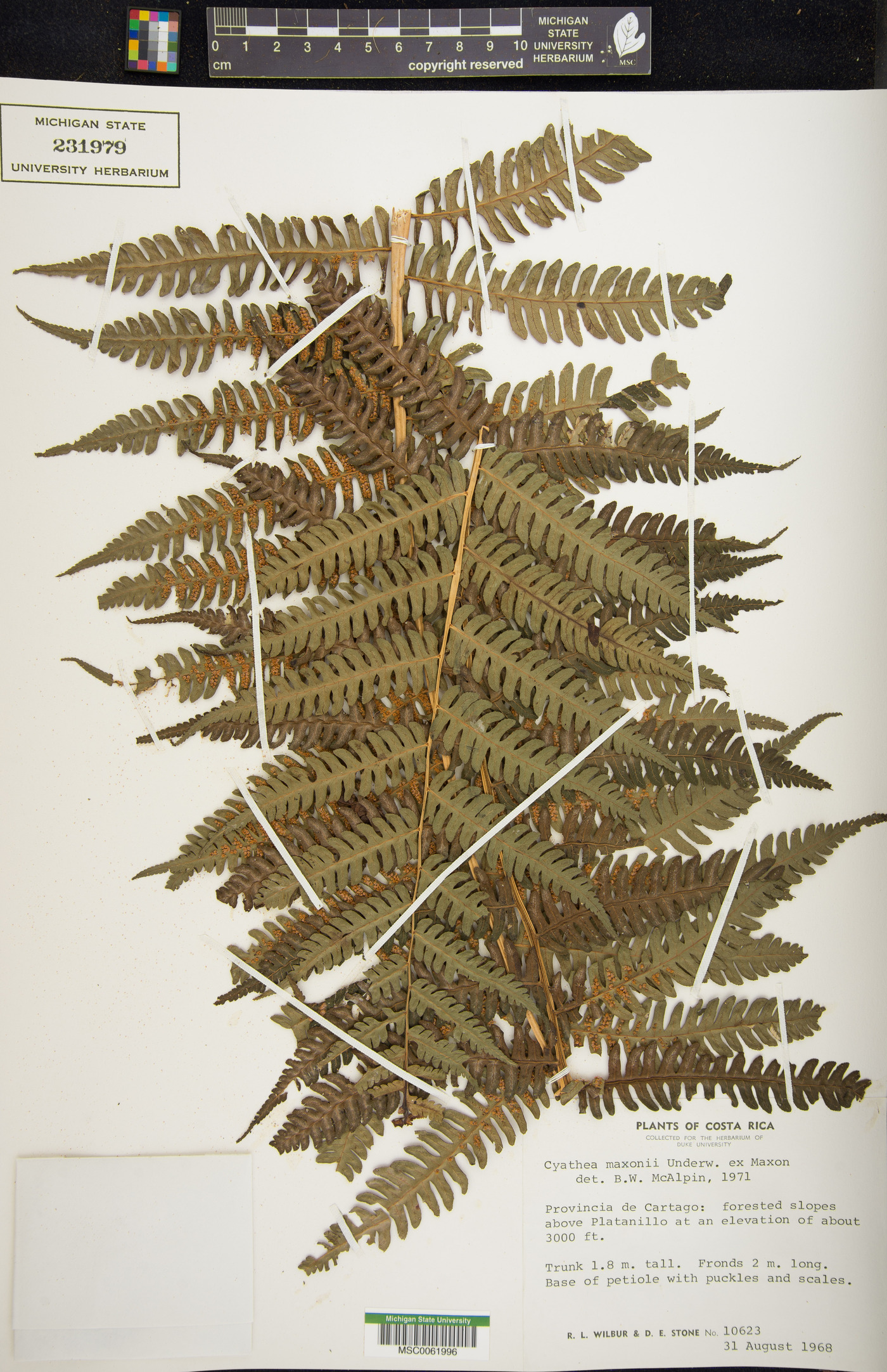 Cyathea chimborazensis var. maxonii image