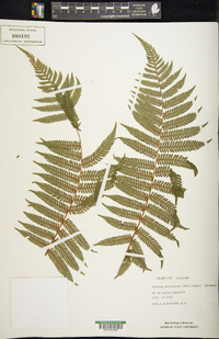 Cyathea microdonta image