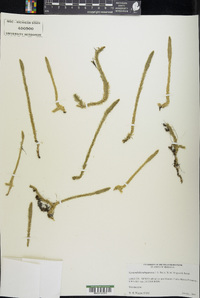Lycopodiella subappressa image