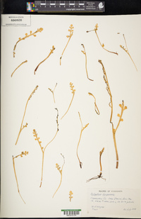 Botrychium minganense image