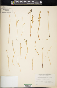 Botrychium simplex image