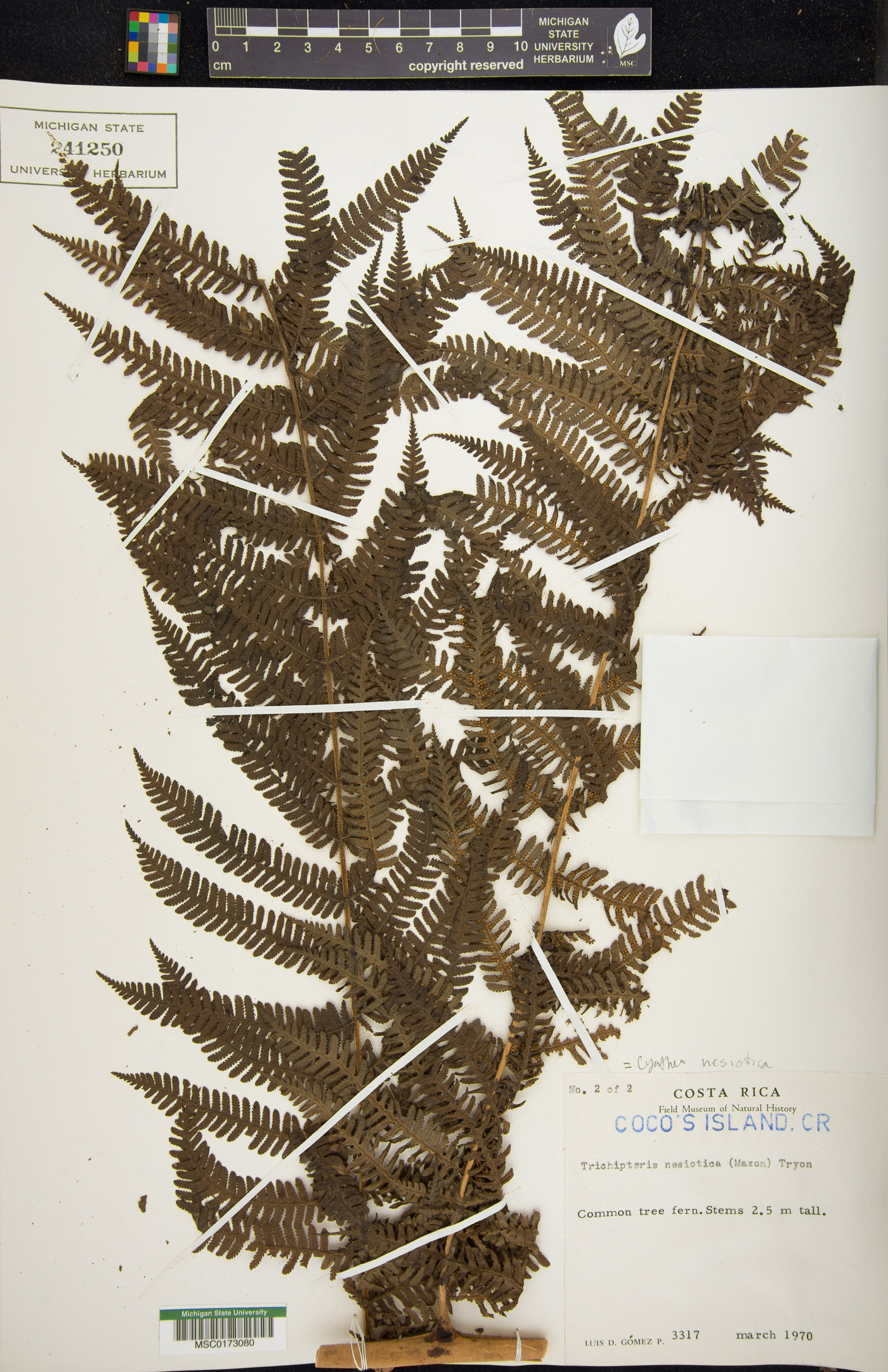 Cyathea nesiotica image