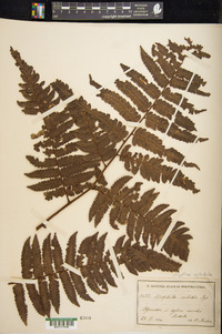 Cyathea aspera image