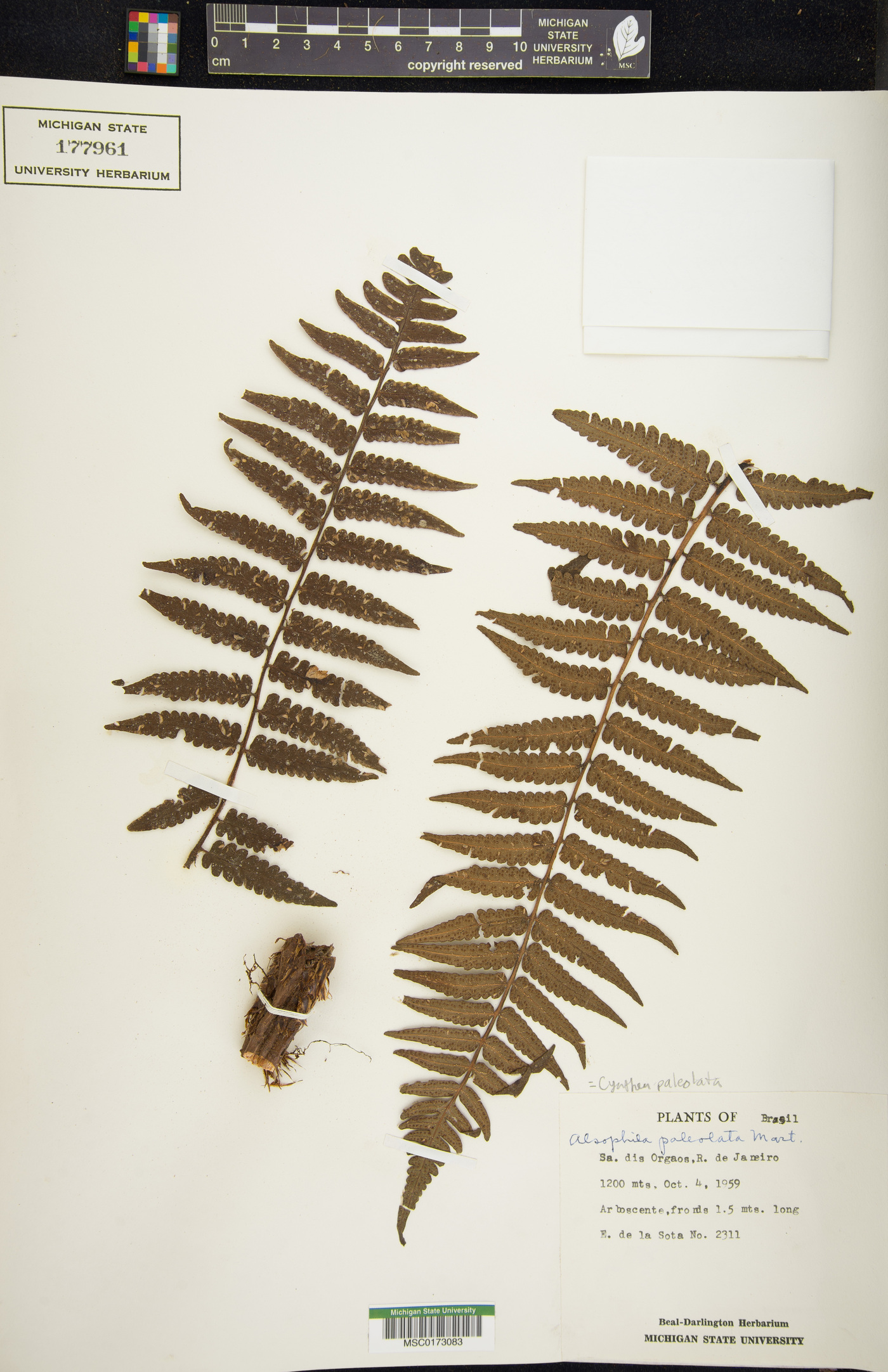 Cyathea phalerata image