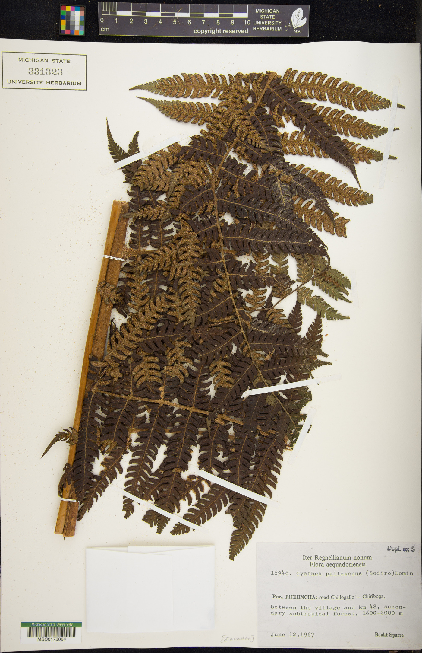 Cyathea pallescens image